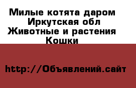Милые котята даром - Иркутская обл. Животные и растения » Кошки   